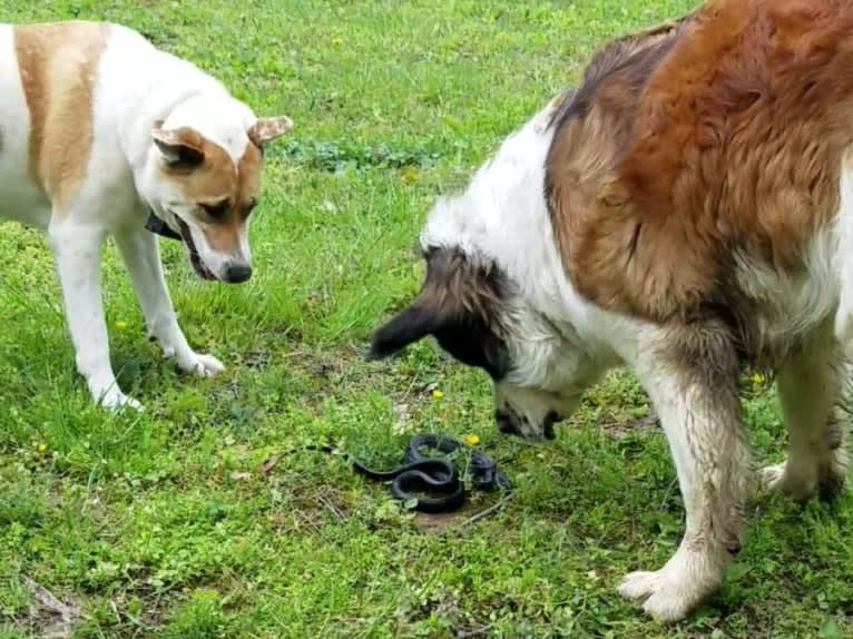 Thor, a Saint Bernard tested with EmbarkVet.com