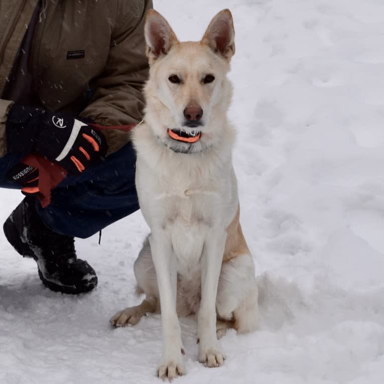 Moxie, a German Shepherd Dog and Siberian Husky mix tested with EmbarkVet.com