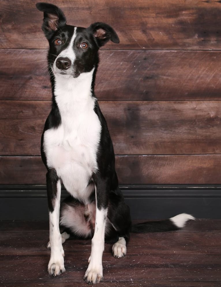 Proven, a Border Collie and Whippet mix tested with EmbarkVet.com