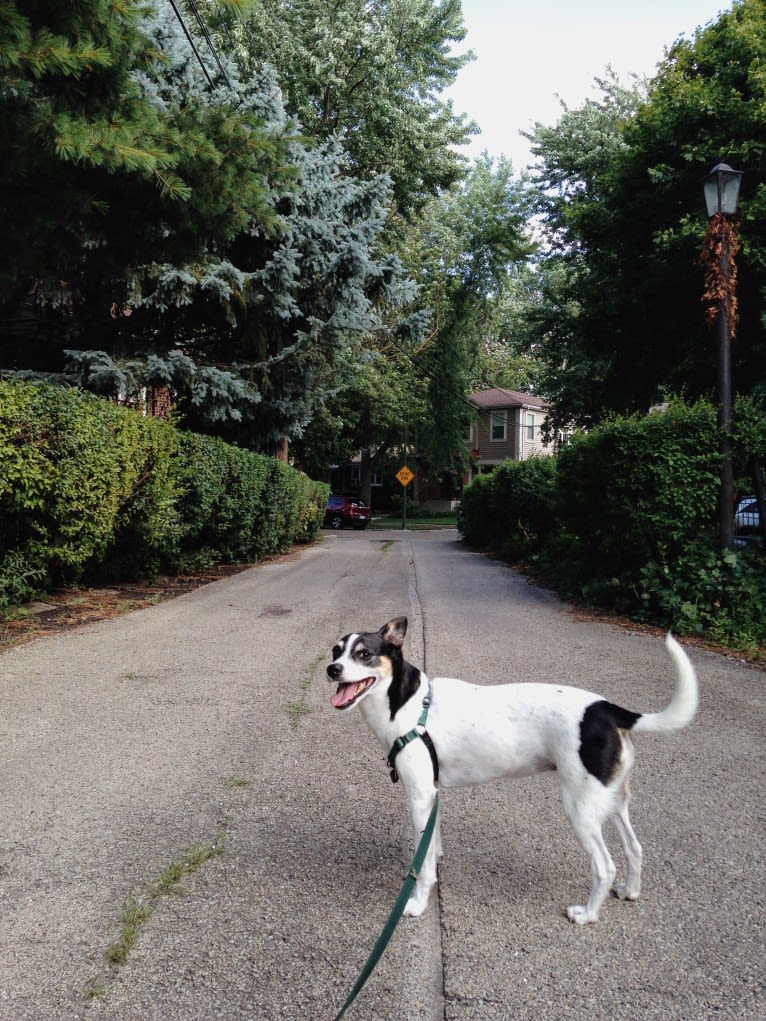 June, a Chihuahua and Rat Terrier mix tested with EmbarkVet.com