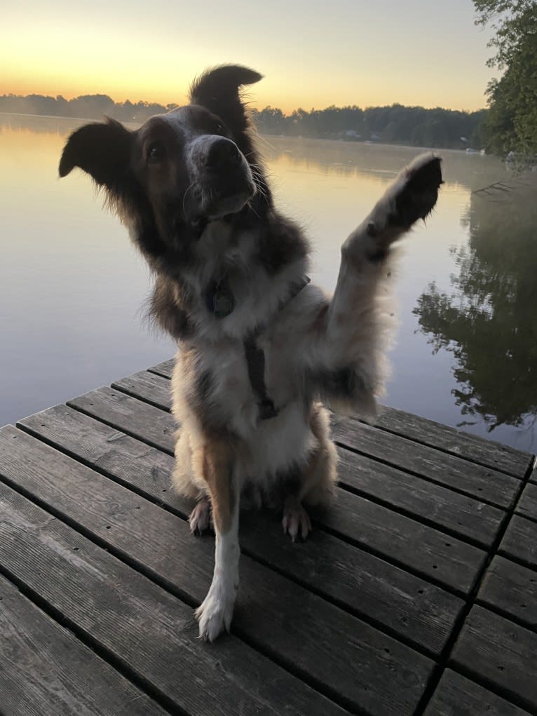 Bentley, an English Shepherd and Collie mix tested with EmbarkVet.com