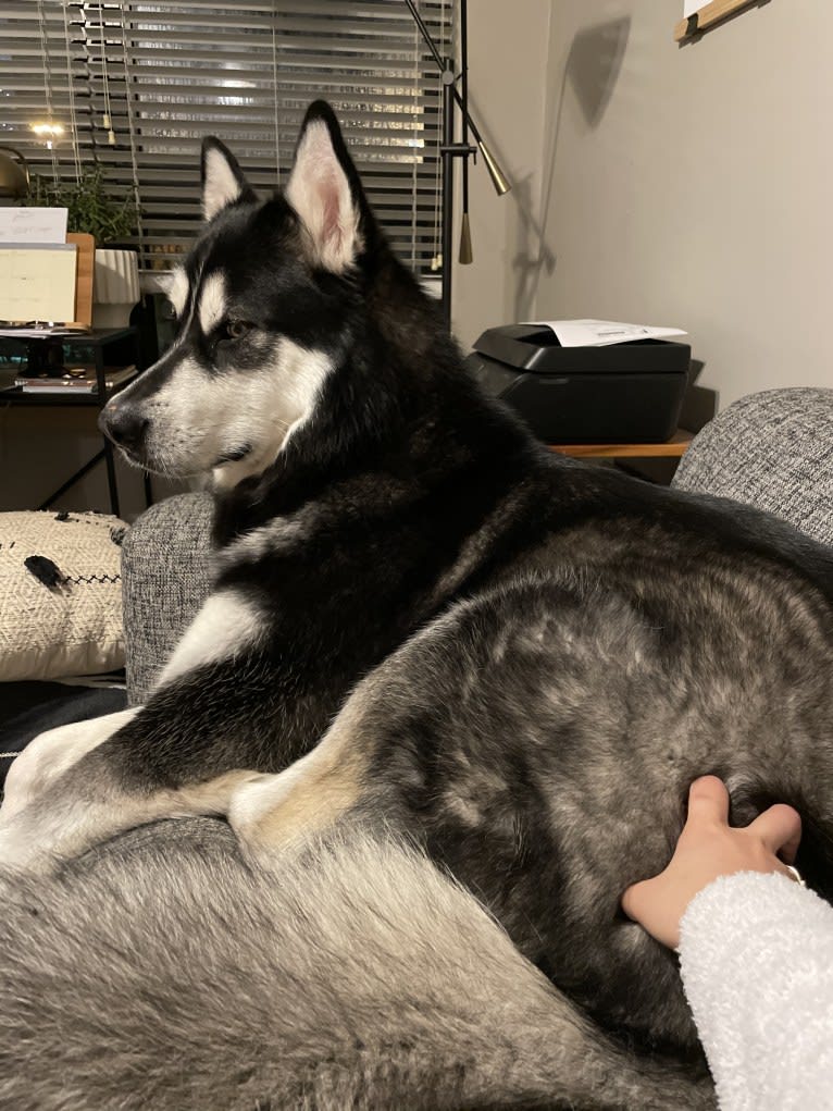 Artemis, an Alaskan Malamute tested with EmbarkVet.com