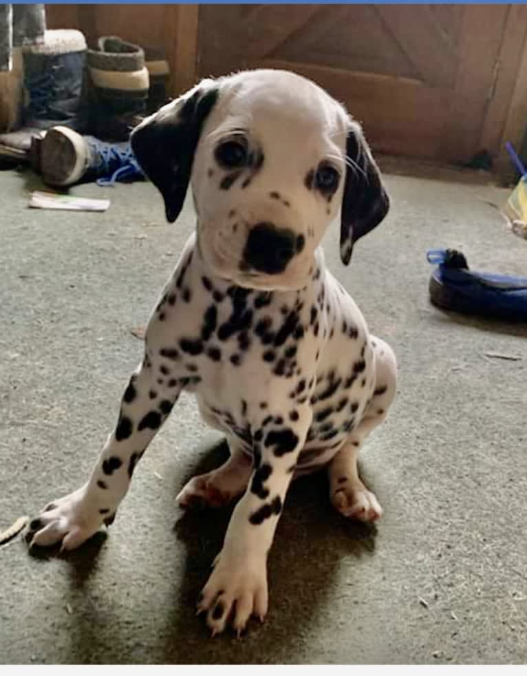 Oscar, a Dalmatian tested with EmbarkVet.com