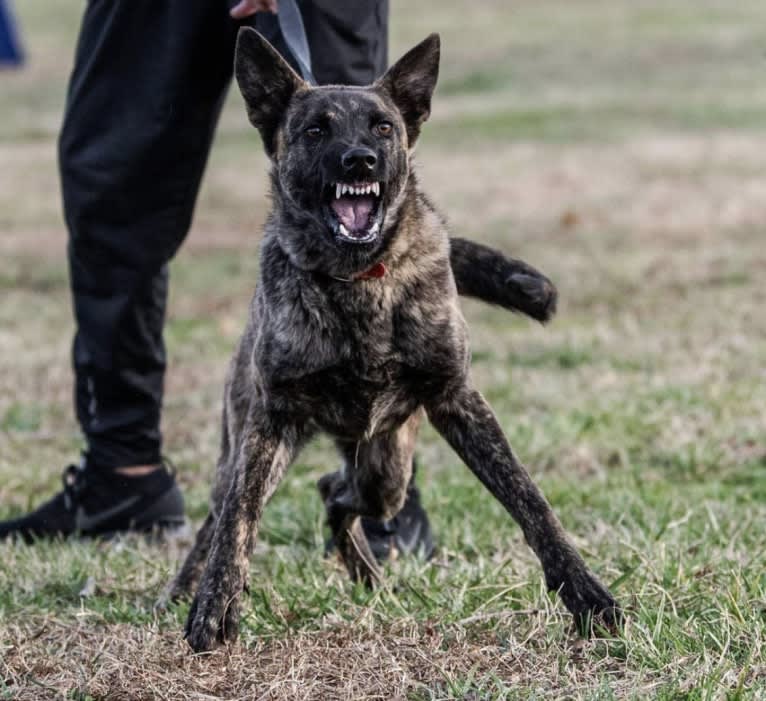 Jinx Van Patriot, a Dutch Shepherd and German Shepherd Dog mix tested with EmbarkVet.com