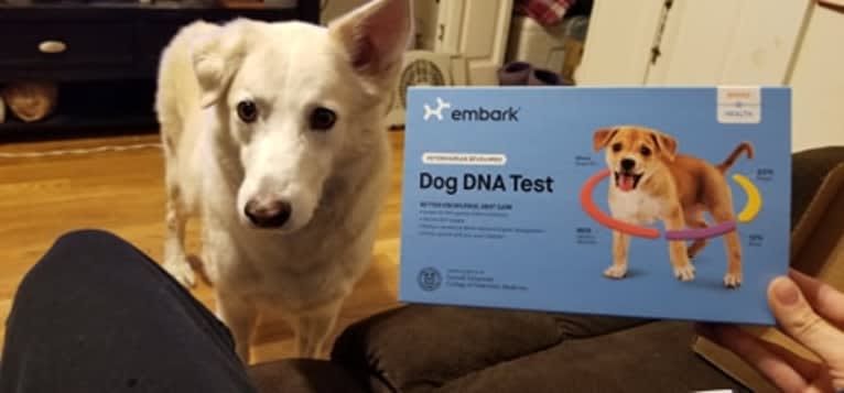 Ghost, a Siberian Husky and German Shepherd Dog mix tested with EmbarkVet.com