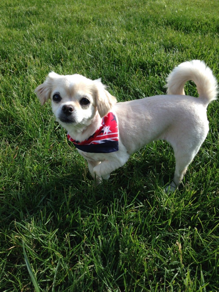 Loli, a Chihuahua and Pekingese mix tested with EmbarkVet.com