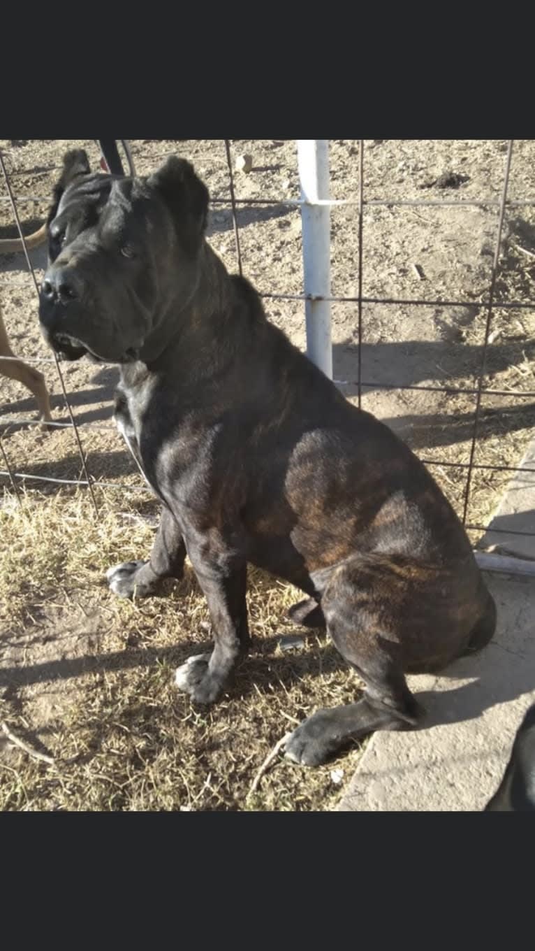 Legacy of Bane. (Gace), a Cane Corso tested with EmbarkVet.com