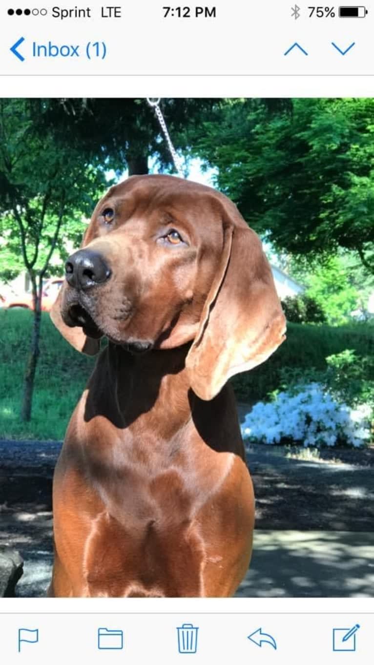 Toretto, a Redbone Coonhound tested with EmbarkVet.com