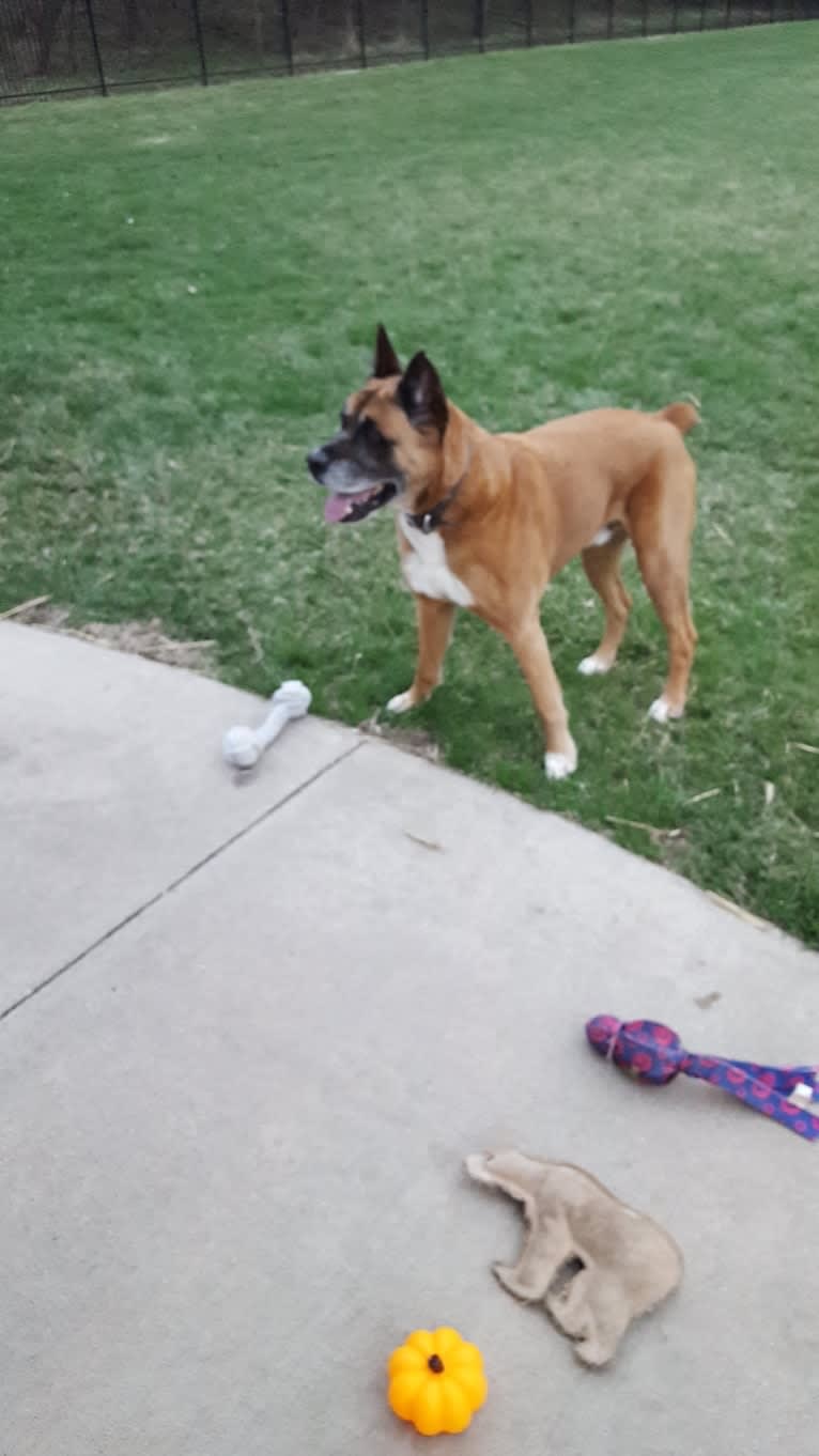 Vadar, a Boxer and Australian Shepherd mix tested with EmbarkVet.com