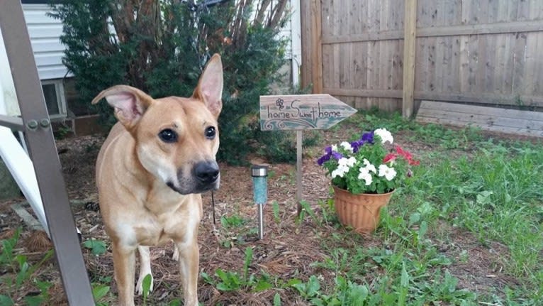 Rocco, an Australian Cattle Dog and American Pit Bull Terrier mix tested with EmbarkVet.com