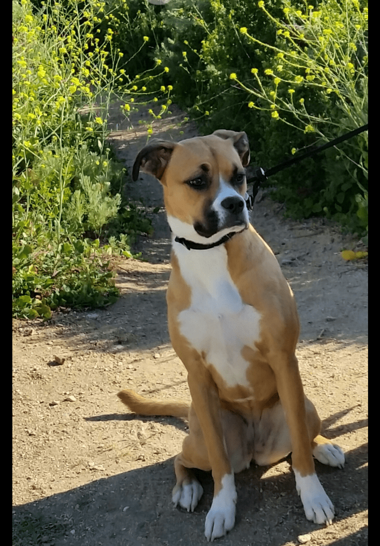 Kiah, an Australian Shepherd and Boxer mix tested with EmbarkVet.com