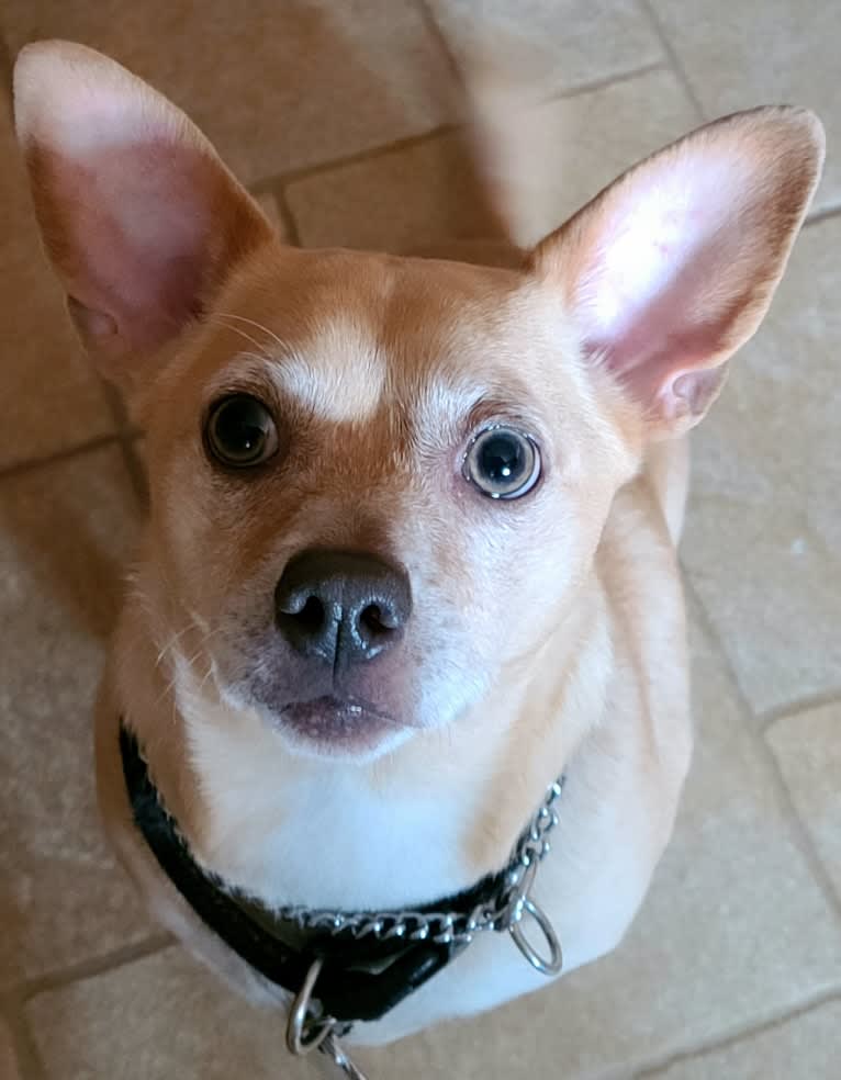 Mojo, a Chihuahua and Pomeranian mix tested with EmbarkVet.com