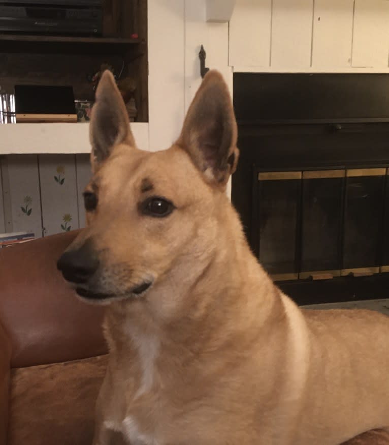 Gitlee, a Carolina Dog tested with EmbarkVet.com