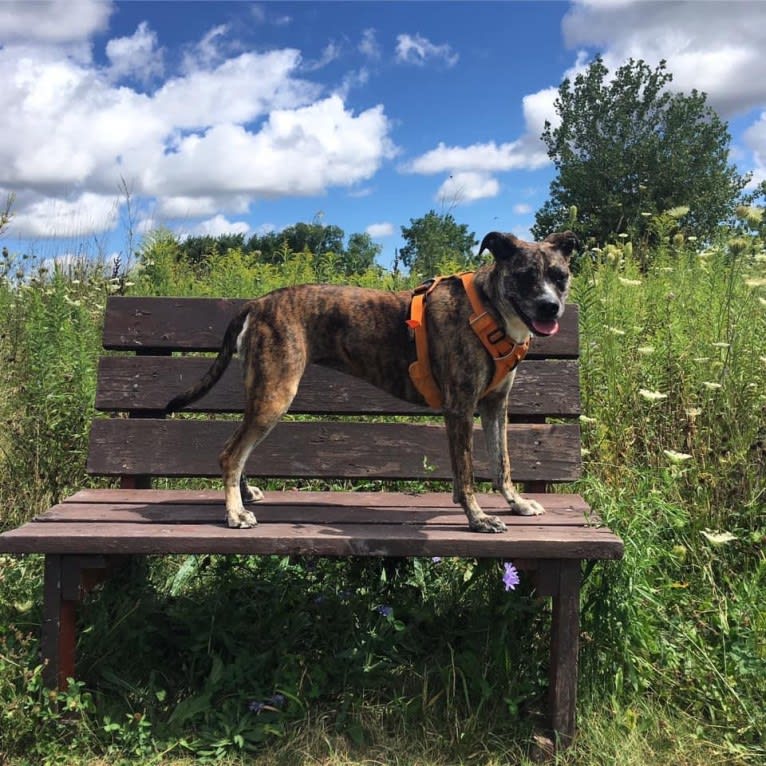 Quinn, an American Pit Bull Terrier and Australian Cattle Dog mix tested with EmbarkVet.com