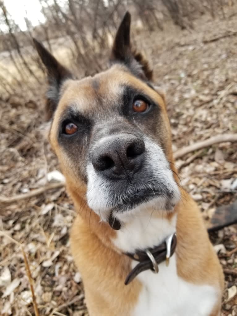 Vadar, a Boxer and Australian Shepherd mix tested with EmbarkVet.com