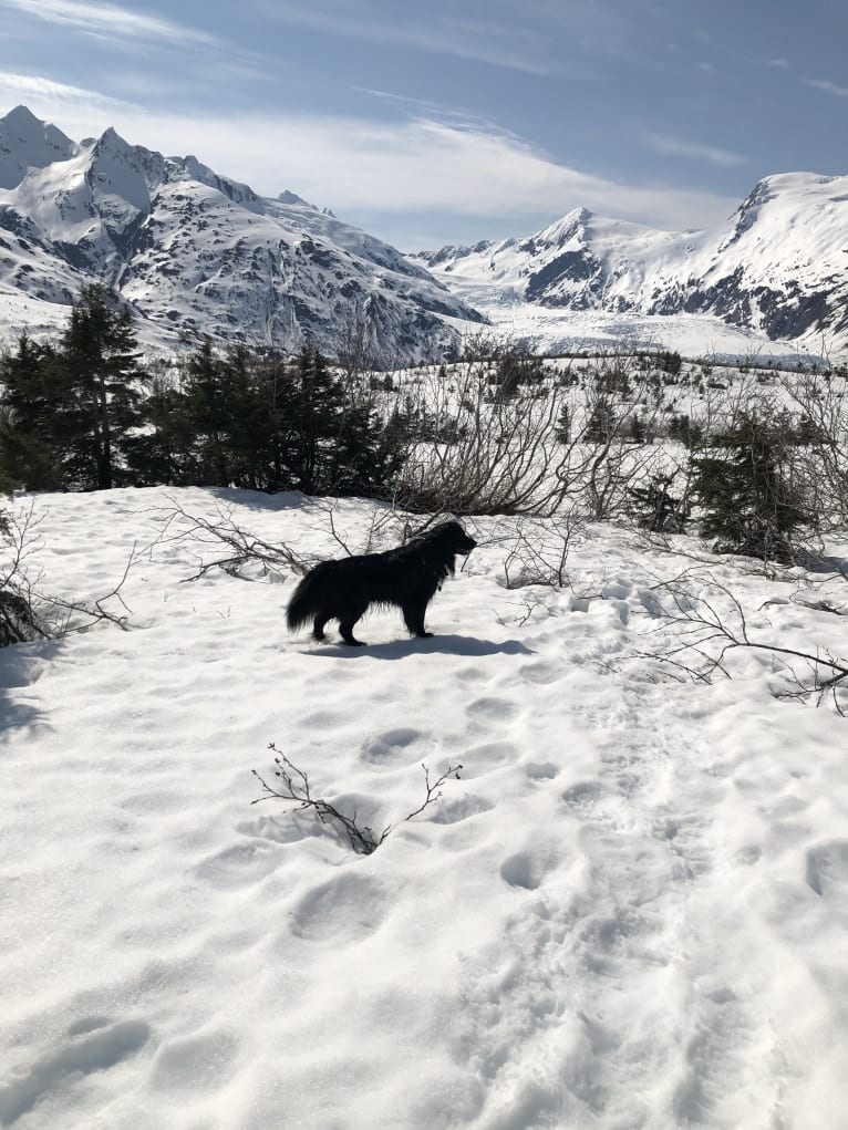 Beauregard, a Cocker Spaniel and Mountain Cur mix tested with EmbarkVet.com