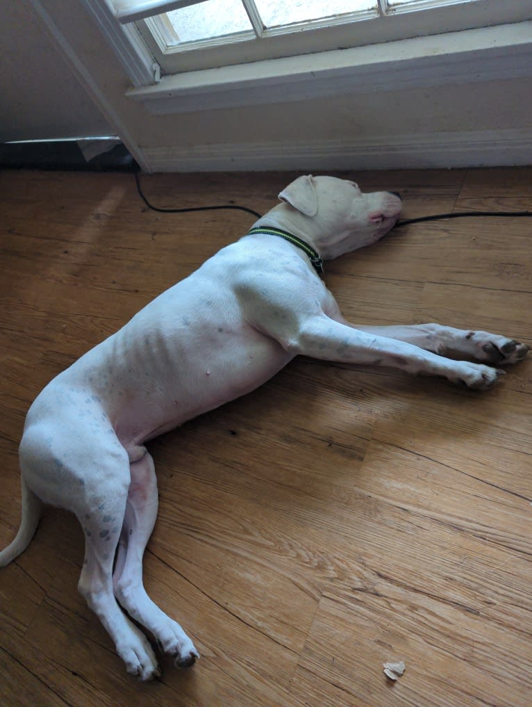 Atreus, a Dogo Argentino tested with EmbarkVet.com