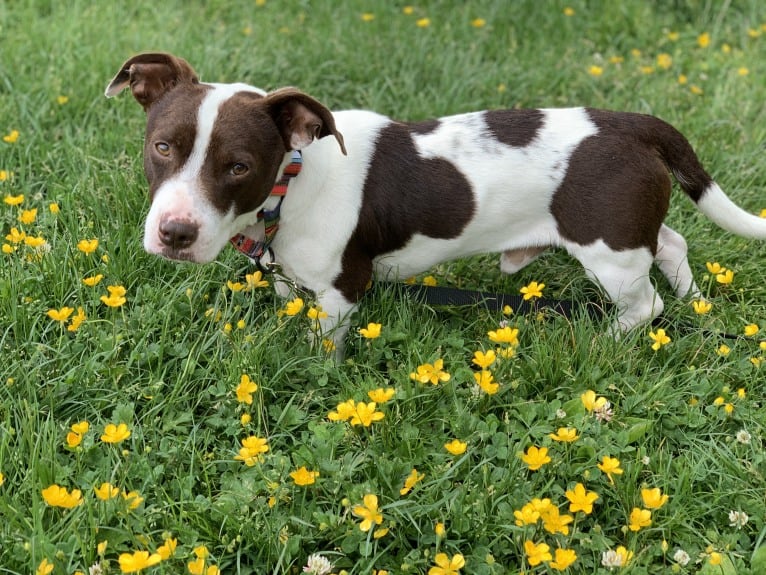 Shorty, an Australian Cattle Dog and American Pit Bull Terrier mix tested with EmbarkVet.com