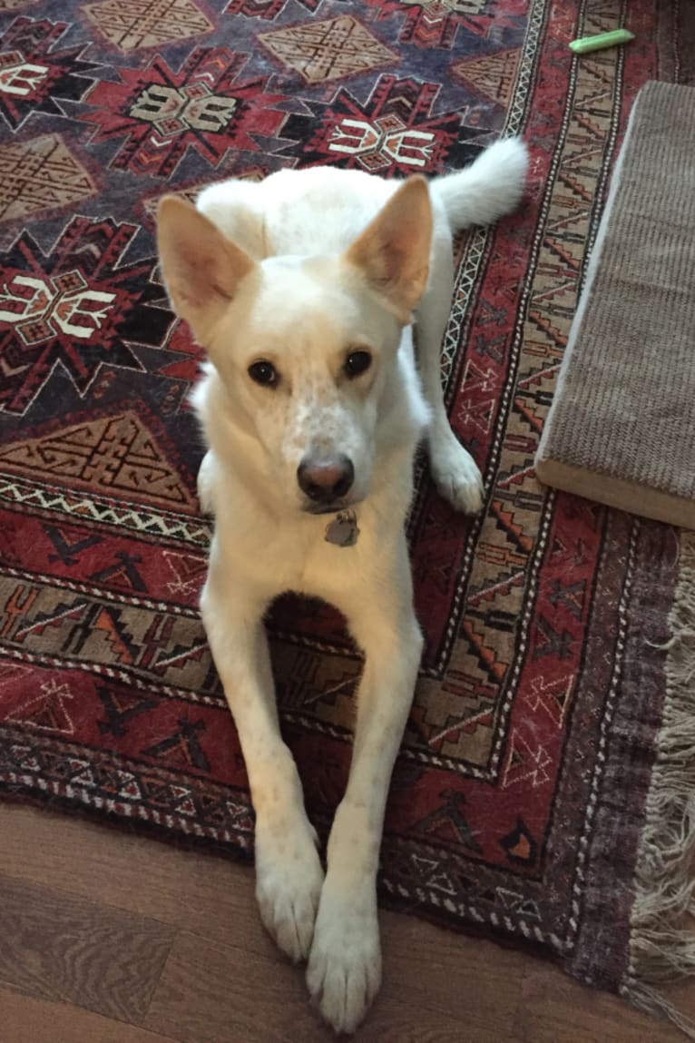 Sisco, a German Shepherd Dog and Alaskan Malamute mix tested with EmbarkVet.com