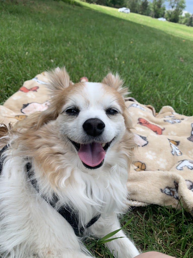 Ziggy, a Papillon and Maltese mix tested with EmbarkVet.com