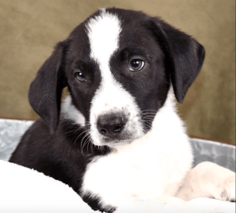 Dexter, a Great Pyrenees and American Pit Bull Terrier mix tested with EmbarkVet.com