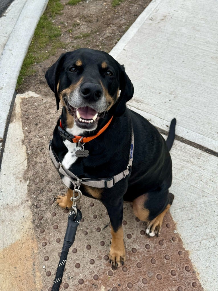 Andy, a Treeing Walker Coonhound and Redbone Coonhound mix tested with EmbarkVet.com