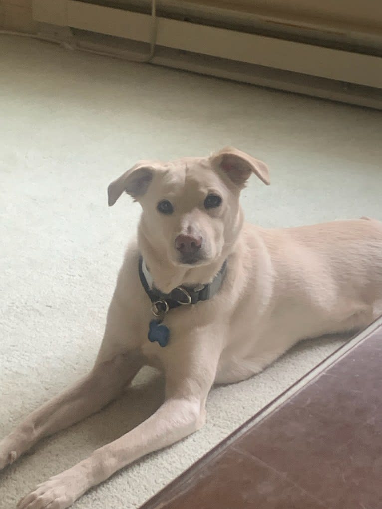 Buddy, an American Village Dog tested with EmbarkVet.com