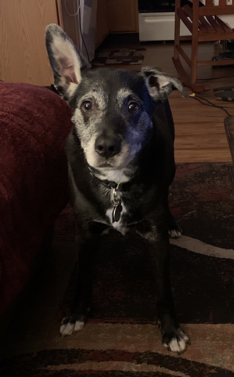 Leo, a Border Collie and American Pit Bull Terrier mix tested with EmbarkVet.com