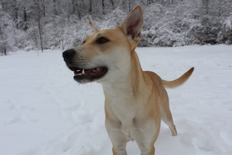 Loomy, a Carolina Dog tested with EmbarkVet.com