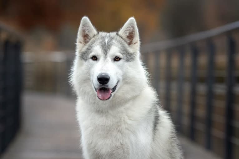 Esco, a Siberian Husky and German Shepherd Dog mix tested with EmbarkVet.com