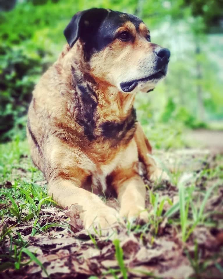 Cooper, a Great Pyrenees and Rottweiler mix tested with EmbarkVet.com