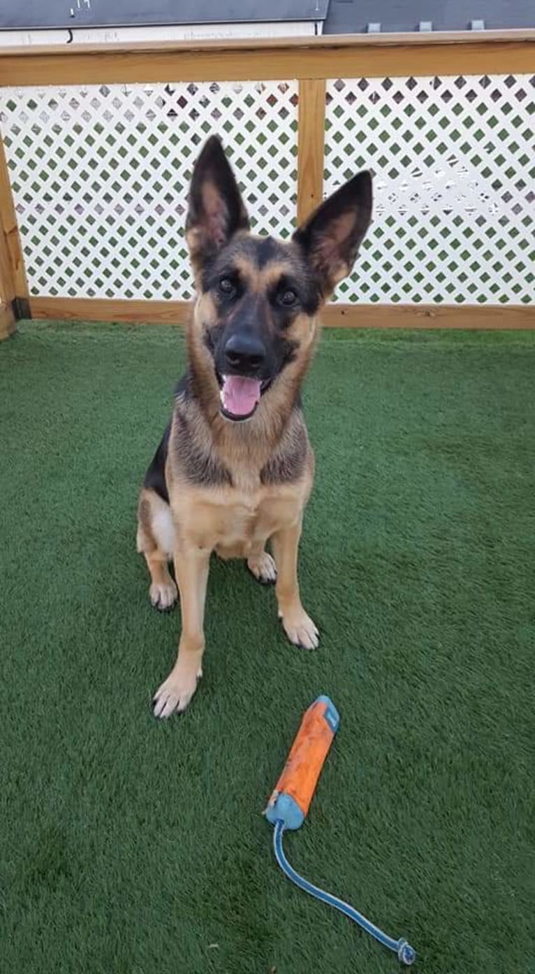 Ava Lynch, a German Shepherd Dog tested with EmbarkVet.com