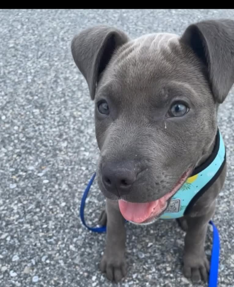 Oliver, an American Pit Bull Terrier tested with EmbarkVet.com