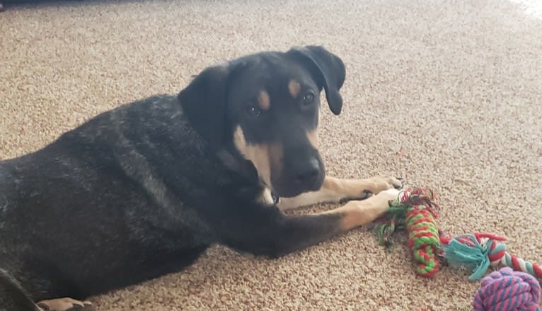 Stanley, a Siberian Husky and Australian Cattle Dog mix tested with EmbarkVet.com