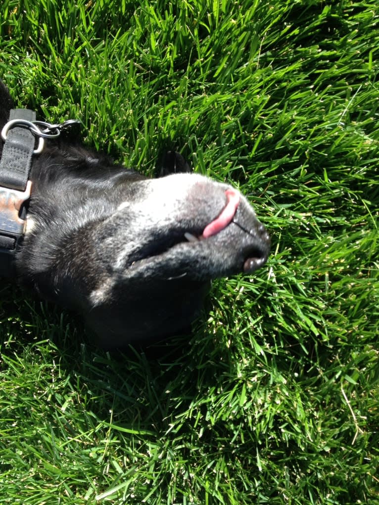 Zef, an American Pit Bull Terrier and Labrador Retriever mix tested with EmbarkVet.com