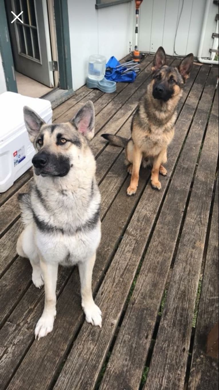 Thunder, a German Shepherd Dog tested with EmbarkVet.com