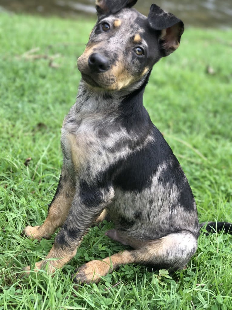 Rhett, a Catahoula Leopard Dog and Siberian Husky mix tested with EmbarkVet.com