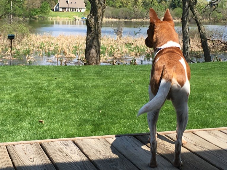 Topi, a Rat Terrier and Chihuahua mix tested with EmbarkVet.com