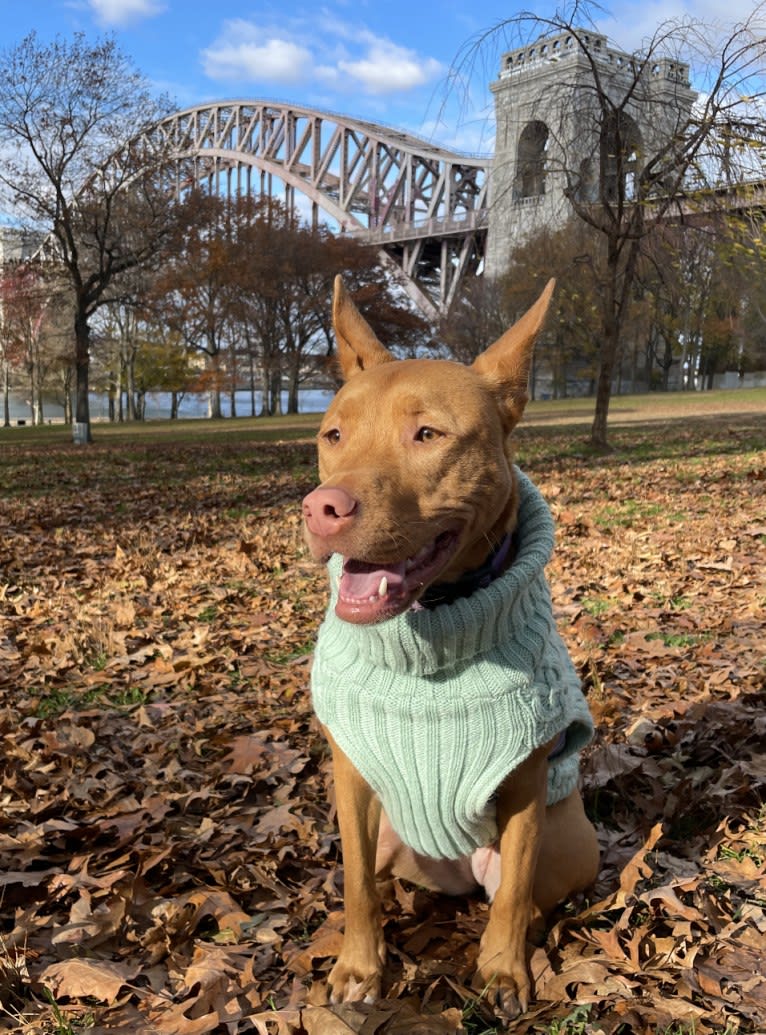 Lavender, an American Pit Bull Terrier and Chow Chow mix tested with EmbarkVet.com