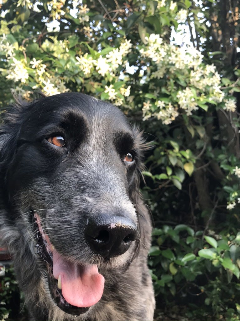 Fred, a Golden Retriever and Great Pyrenees mix tested with EmbarkVet.com