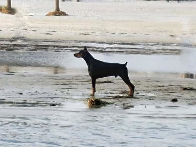 Fate, a Doberman Pinscher tested with EmbarkVet.com