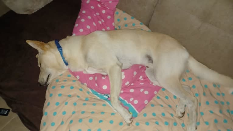 Sai, a Canaan Dog tested with EmbarkVet.com