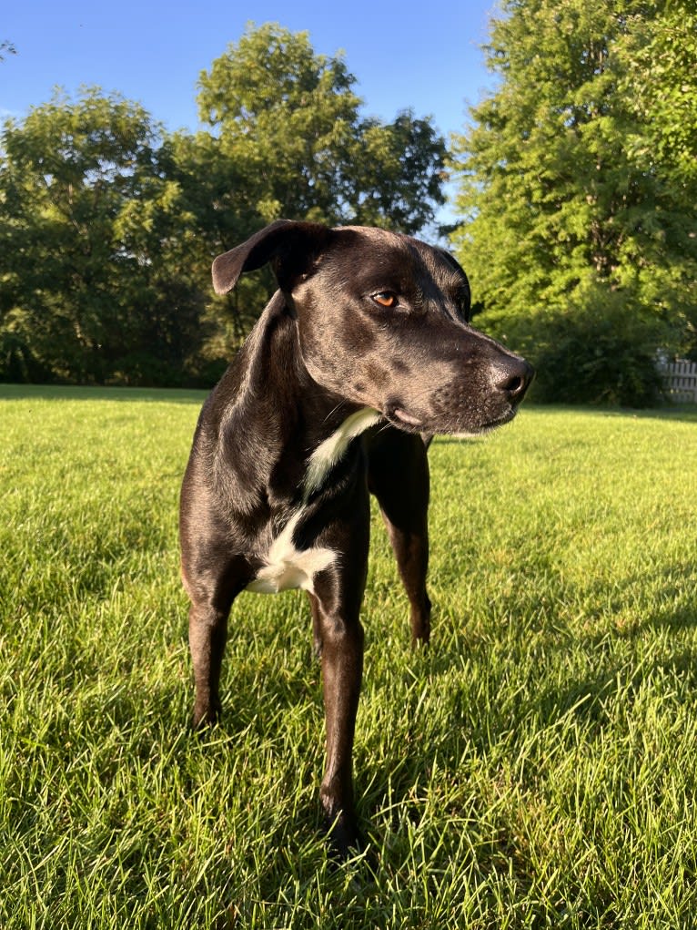 James, a Mountain Cur and American Pit Bull Terrier mix tested with EmbarkVet.com