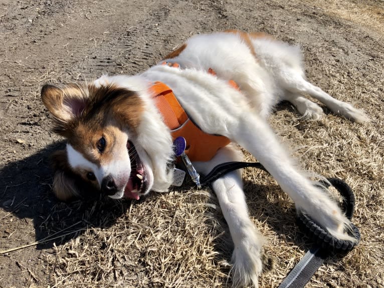 Cooper, an Australian Cattle Dog and Shih Tzu mix tested with EmbarkVet.com