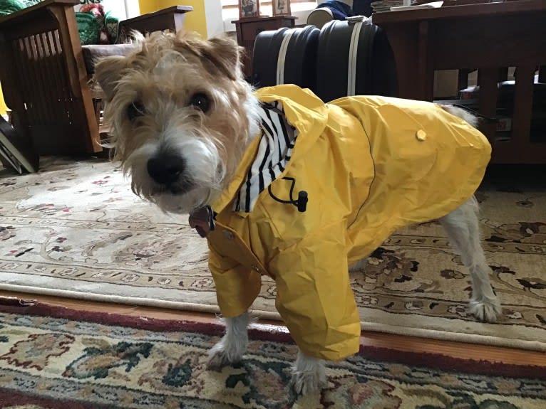 Sophie Jeannette, a Russell-type Terrier tested with EmbarkVet.com