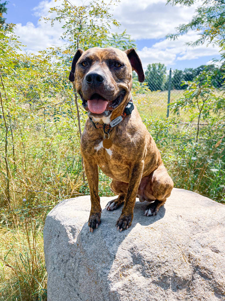 Tiger, an American Pit Bull Terrier tested with EmbarkVet.com