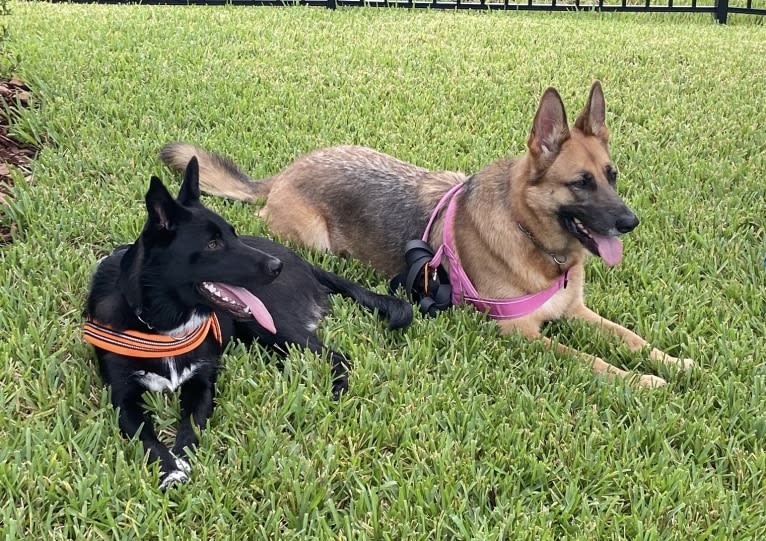 Donny El Dante, a Border Collie and German Shepherd Dog mix tested with EmbarkVet.com