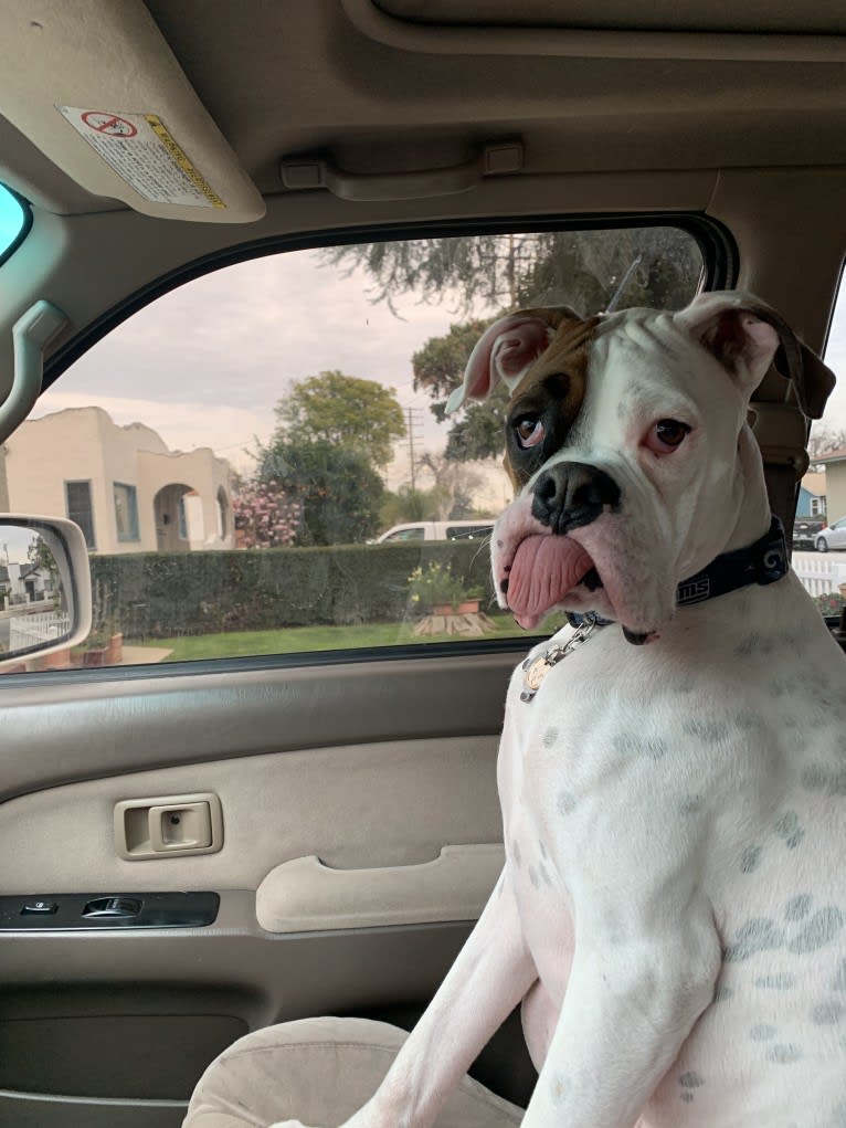 Charlie, a Boxer tested with EmbarkVet.com