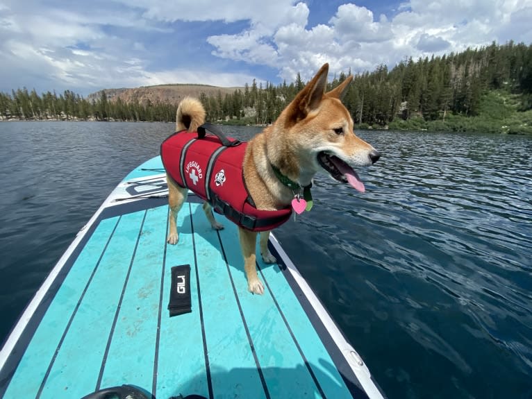 Kyoto, a Shiba Inu tested with EmbarkVet.com