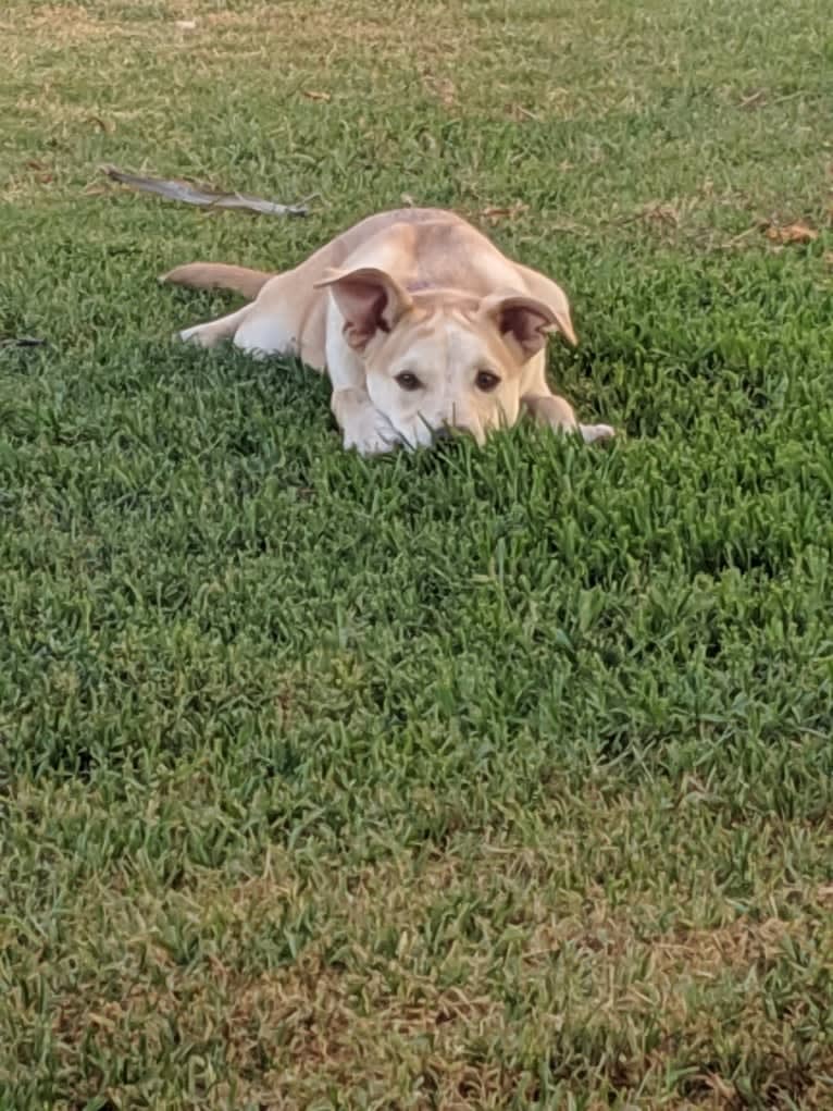 Sadie, an American Pit Bull Terrier and German Shepherd Dog mix tested with EmbarkVet.com